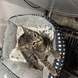 Picture of cat lost at Hanover Park