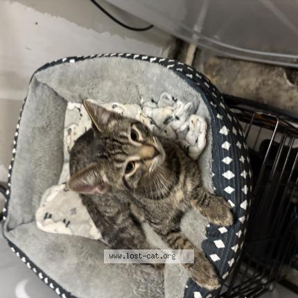 Photo 1/1 Rayos Chat lost in Hanover park