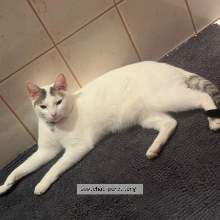 Photo 1/1 Snow Chat lost in Hertzing