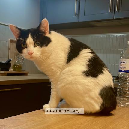 Photo 1/1 Choupy Chat lost in Le pian medoc