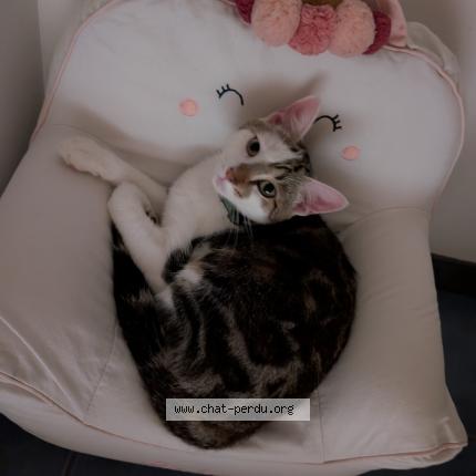 Photo 1/1 Aristo Chat lost in Ferrieres d aunis