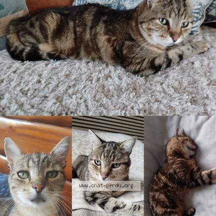 Photo 1/1 Filou Chat lost in Valergues