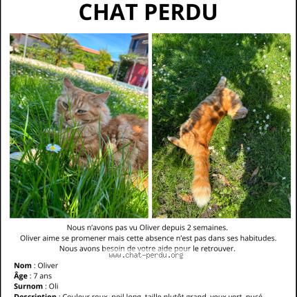 Photo 1/1 Oliver Chat lost in Begles