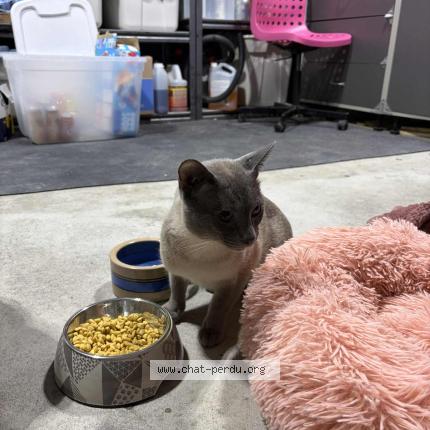 Photo 1/1 Found cat Found in Mcmasterville