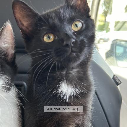 Photo 1/1 AYA Chat lost in La wantzenau