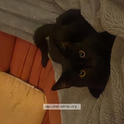 Photo 1/1 Shuri Chat lost in La rochelle