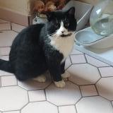 Picture of cat found at Ploeren