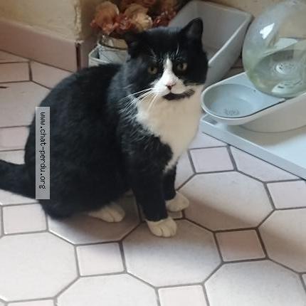 Photo 1/1 Found cat Found in Ploeren