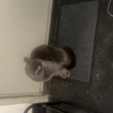 Picture of cat found at Strasbourg