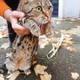 Picture of cat found at Paris