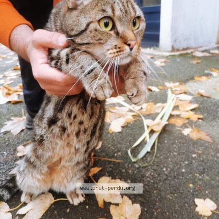 Photo 1/1 Found cat Found in Paris