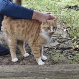 Picture of cat found at Annequin