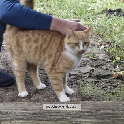 Photo 1/1 Found cat Found in Annequin