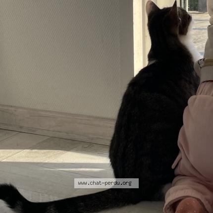 Photo 1/1 Lily Chat lost in Saint aubin des preaux