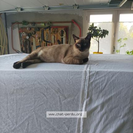 Photo 1/1 Yoda Chat lost in Colayrac st cirq