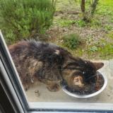 Picture of cat found at Les Peintures