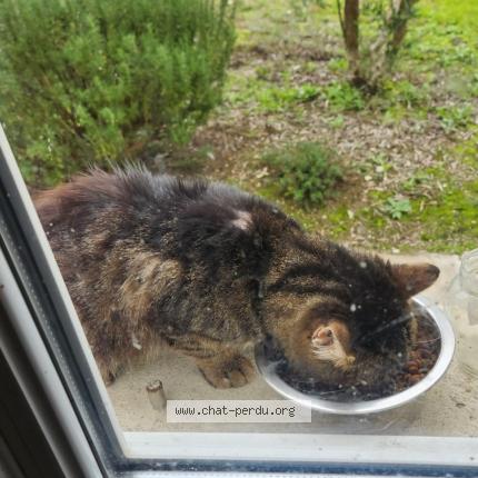 Photo 1/3 Found cat Found in Les peintures