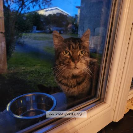 Photo 2/3 Found cat Found in Les peintures