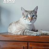 Picture of cat lost at Caldwell