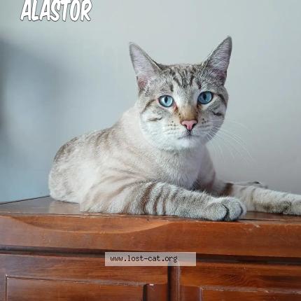 Photo 1/1 Alastor Chat lost in Caldwell