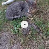 Picture of cat lost at St Just Malmont