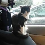 Picture of cat lost at Lakewood