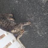 Picture of cat found at Issoudun