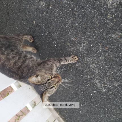 Photo 1/1 Found cat Found in Issoudun