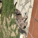 Picture of cat found at Balma