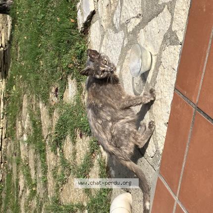 Photo 1/1 Found cat Found in Balma