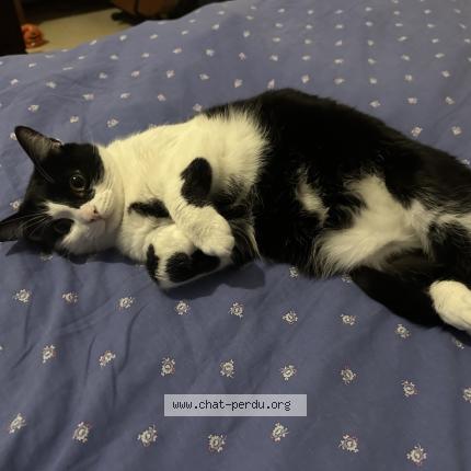 Photo 1/1 Mahou Chat lost in Pleumeur bodou