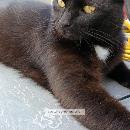 Photo 1/1 Zacka Chat lost in Huy