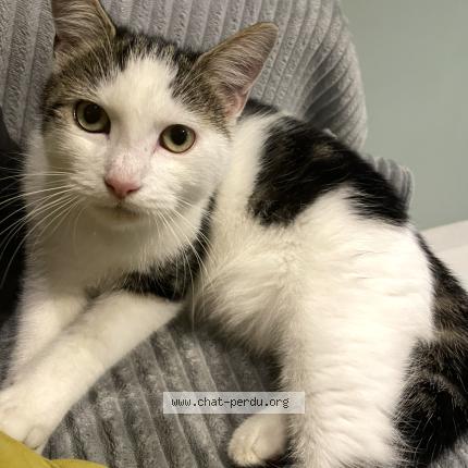 Photo 1/1 Yuki Chat lost in Coueron