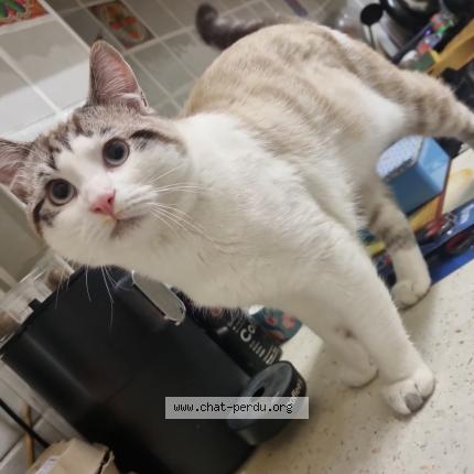 Photo 1/1 Kovu Chat lost in Marseille