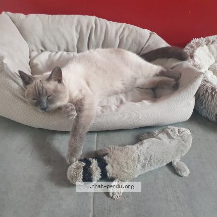 Photo 1/1 Ulysse Chat lost in Aussevielle