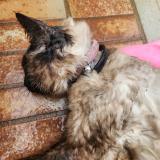 Picture of cat found at Toulon