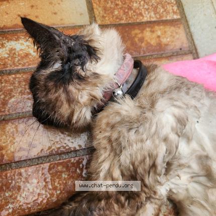 Photo 1/1 Found cat Found in Toulon