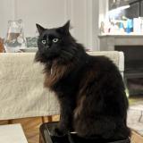 Picture of cat lost at Paris