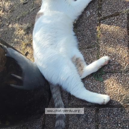 Photo 1/1 Mouchette Chat lost in Aubers