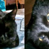 Picture of cat lost at San Diego