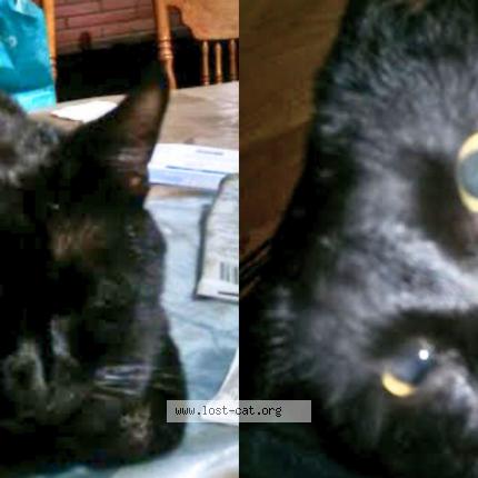 Photo 1/1 Niko Chat lost in San diego