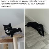 Picture of cat lost at Angers