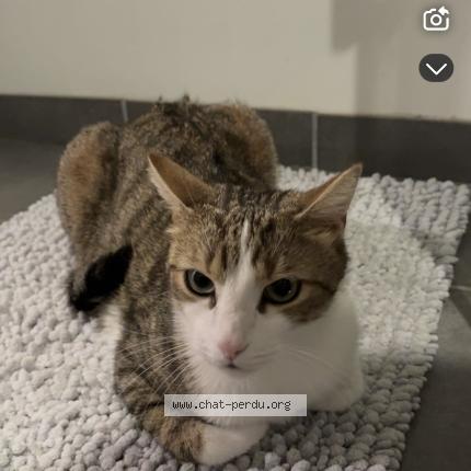 Photo 1/1 Alvin Chat lost in Joze