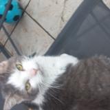 Picture of cat found at Rouen