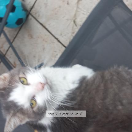 Photo 1/1 Found cat Found in Rouen