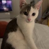 Picture of cat lost at Saint Brieuc