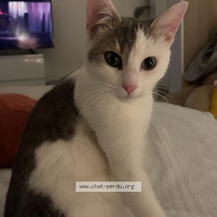 Photo 1/1 Mylo Chat lost in Saint brieuc