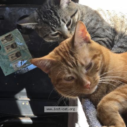 Photo 1/1 Reunited cat Lost in Chicago