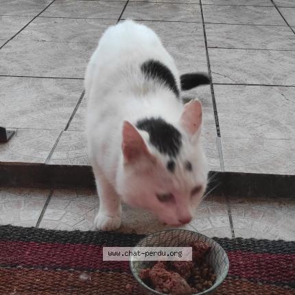 Photo 1/1 Wakiza Chat lost in Livry