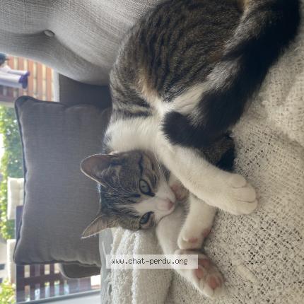 Foto einer verlorenen Katze in Gollion